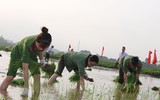 CAH Phú Xuyên hăng hái xuống đồng giúp dân cấy lúa